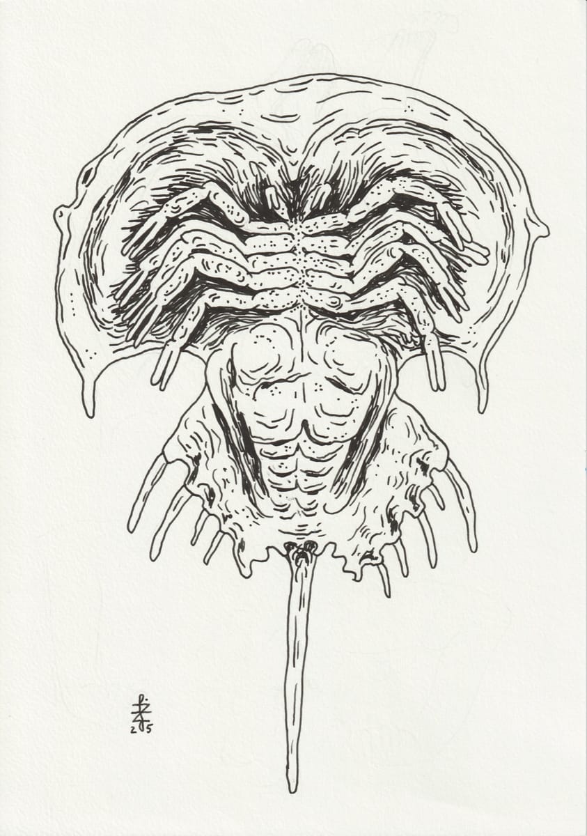 horseshoe-crab-2025